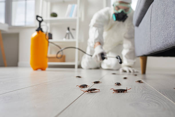 Commercial Kitchen Cockroach Control in Gulf Shores